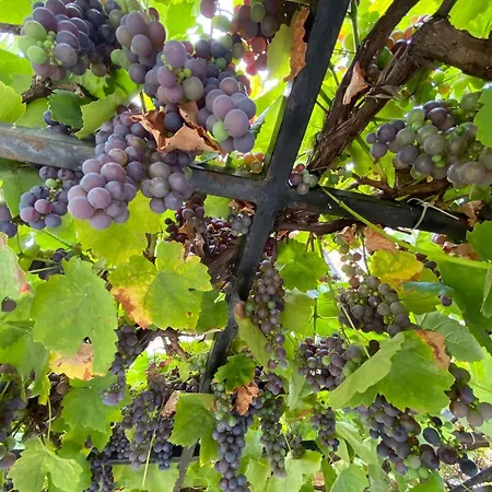 La Ruelle Bed & Breakfast 3*